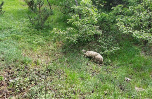 Eskişehir'de yabani hayvanlar saldırdı, 20 küçükbaş telef oldu!