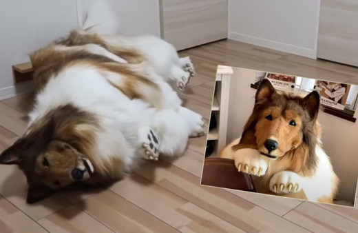 378 bin TL harcayarak 'köpek olma' hayalini gerçekleştirdi! Kafese bile girdi...