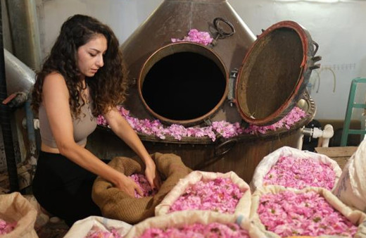 Binbir zahmetle toplanıp suyu ve yağı çıkarılıyor: Litresi 10 bin euro! (Yaklaşık 258 bin 449 TL)