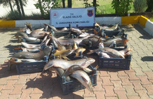 Elazığ’da 6,5 ton kaçak avlanmış balık ele geçirildi