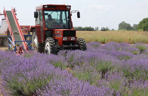 Edirne'de lavanta tarlalarında hasat başladı