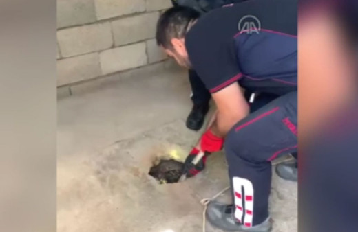 Van'da foseptik kuyusuna düşen yavru köpeği itfaiye kurtardı