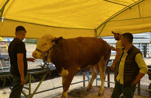 Dev dana bayrama günler kala alıcı buldu: 1 tonluk 'Kral' rekor fiyata satıldı!