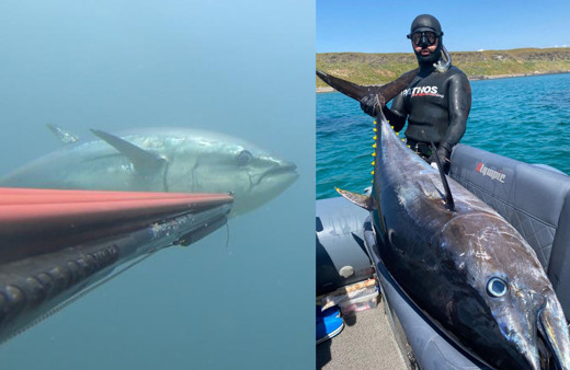 Zıpkınla 100 kiloluk dev orkinos avladı! Suyun altında 45 dakika uğraştı: O anlar kamerada!