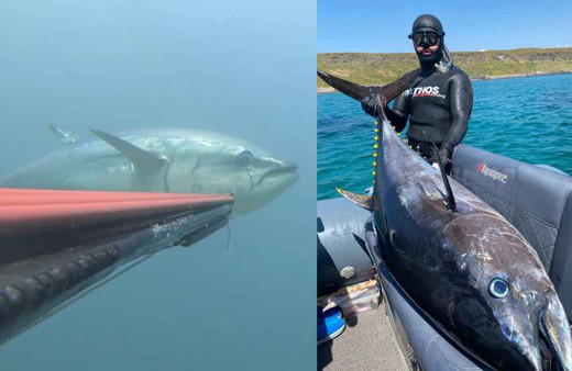 Çanakkale Boğazı açıklarında zıpkınla 100 kiloluk orkinos avladı