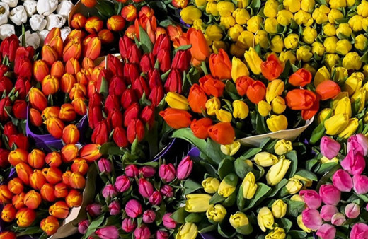 Çiçek sektörü bu yıl 170 milyon dolarlık ihracat hedefliyor