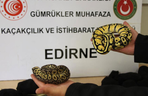 Kapıkule'de kadın çorabına sarılmış 32 kaçak yavru piton yakalandı