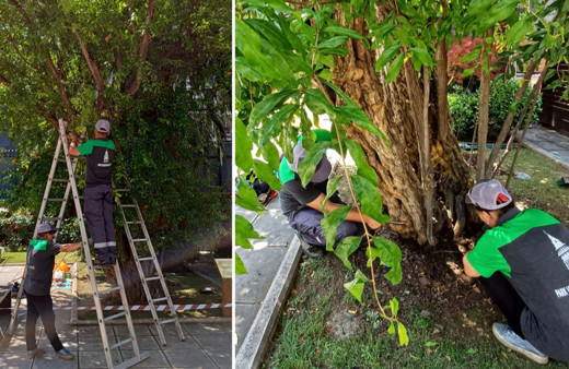Selanik'teki Atatürk Evi'nde asırlık nar ağacının bakımı yapıldı