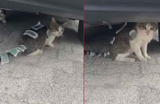 Sokak kedisine işkence! Böyle vicdansızlık görülmedi: Hepsini vücuduna yapıştırmışlar!