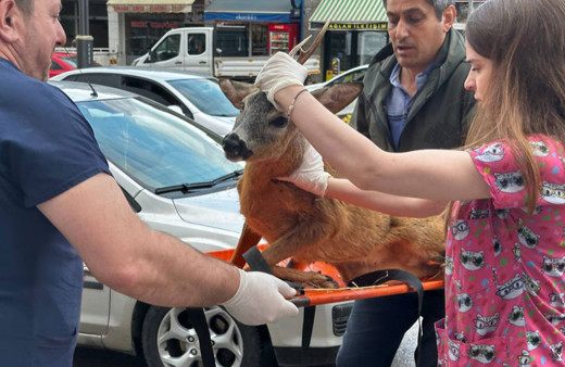 Tokat'ta HES baraj gölüne düşen karaca kurtarıldı