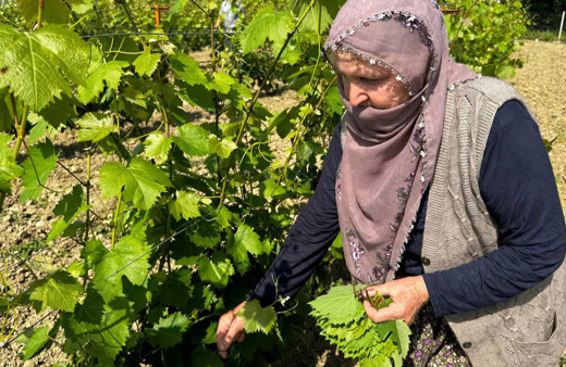 Tokat'ta coğrafi işaretli asma yaprağının hasadı başladı