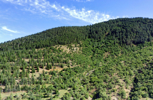 Elazığ'ın orman varlığındaki artış, Ağın ilçesinin yüz ölçümünü aştı