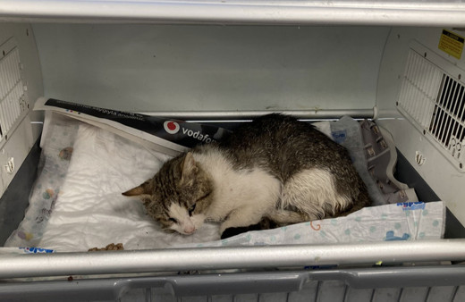 Üzerine ağda bantları yapıştırılan kedi, tedaviye alındı