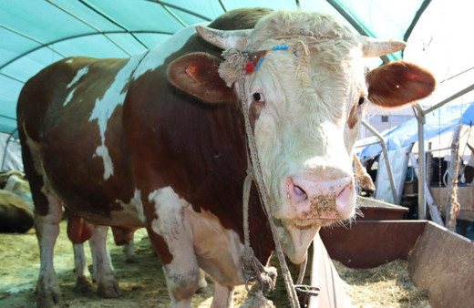 1 ton 650 kilogramlık "Vartolu" isimli dana araba fiyatına satıldı