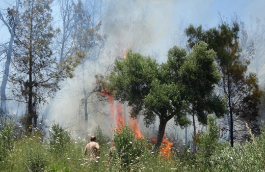 Anızda başladı ormana sıçradı! 2 dönümlük arazi ve samanlar küle döndü