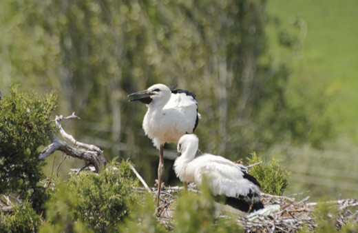 Konya Beyşehir'de yumurtadan çıkan yavru leylekler büyümeye başladı