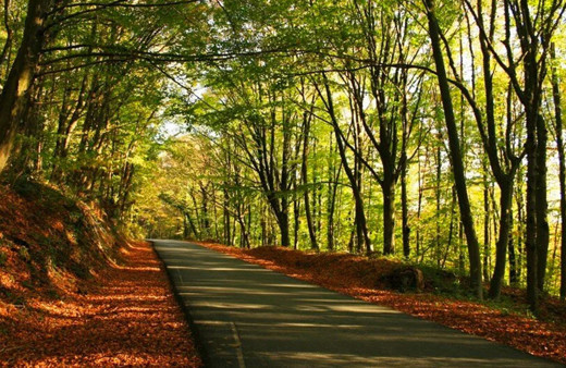 İstanbul'da ormanlara giriş yasaklandı İstanbul Valiliğinden açıklama