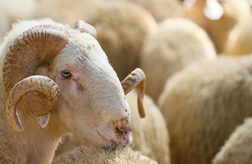 Elde kalan kurbanlıklar ne olacak? Besicilerin mesaisi devam ediyor