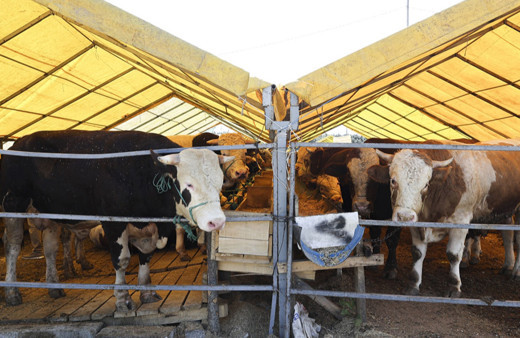 İstanbul'daki kurban pazarlarında hareketlilik sürüyor