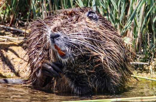 Ağrı Dağı'nda yaşayan su maymununun temizlenme anları görüntülendi
