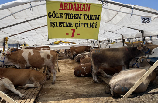 İstanbul'da TİGEM, piyasanın yüzde 20 altında kurbanlık satıyor