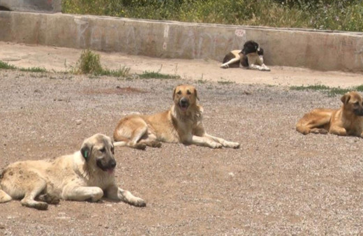 Yüzlerce başıboş köpek açlıktan birbirlerini yemeye başladı!