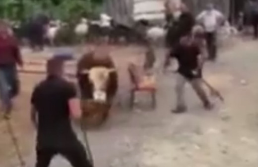  İpini koparan boğa kurban pazarını birbirine kattı