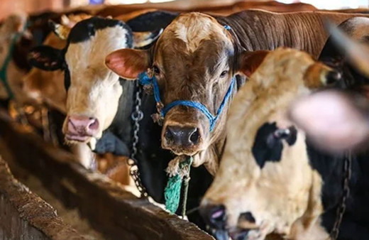 Kurbanlıklarla ilgili merak edilenler Nihat Hatipoğlu açıkladı! Kadınlar kurban kesebilir mi bu hayvanlar kurban olmaz
