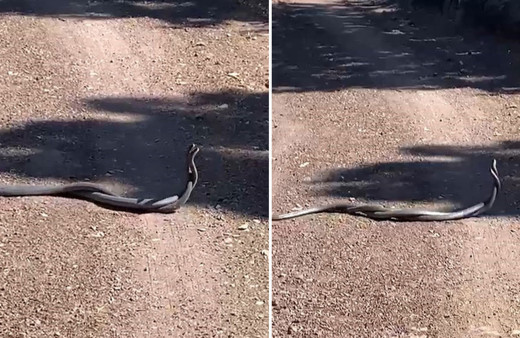 Elazığ'da yılanların dansı cep telefonu kamerasına yansıdı