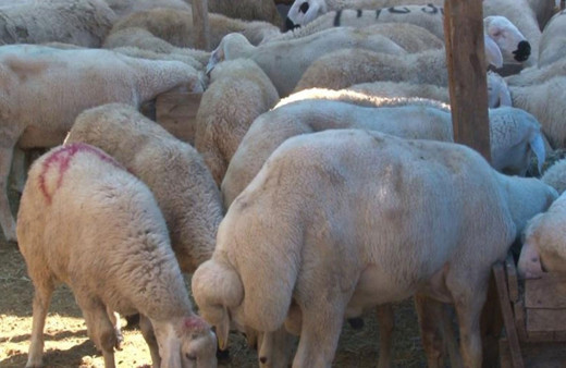 İstanbul'da kurban satıcısı 16 hayvanını hırsızlara kaptırdı!