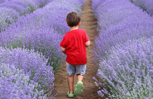Trakya'da ekonomik değeri yüksek 6 lavanta çeşidinin adaptasyonu sağlandı