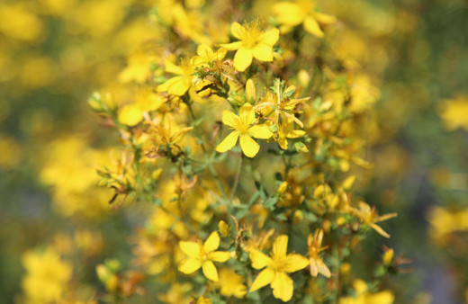 Sarı kantaron türleri ekonomiye kazandırılacak