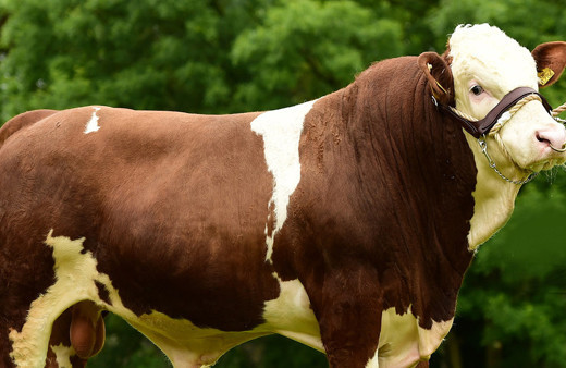 Tarım ve Orman Bakanı İbrahim Yumaklı: Satılmayan kurbanlıkları Et ve Süt Kurumu satın alacak