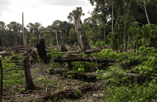 Tropikal bölgelerdeki biyoçeşitlilik ormansızlaşma tehdidi altında