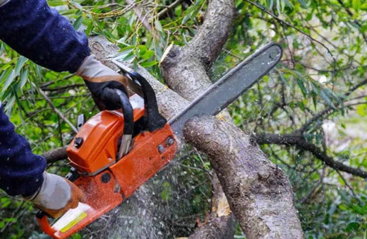 Düzce'de ormanda ağaç kesen adam hayatının en büyük acısını yaşadı