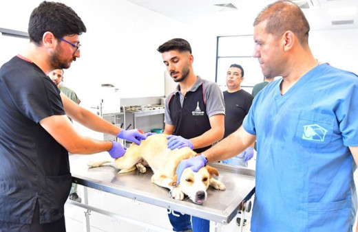 İzmir’de bir yılda 25 bin kedi ve köpek kısırlaştırıldı