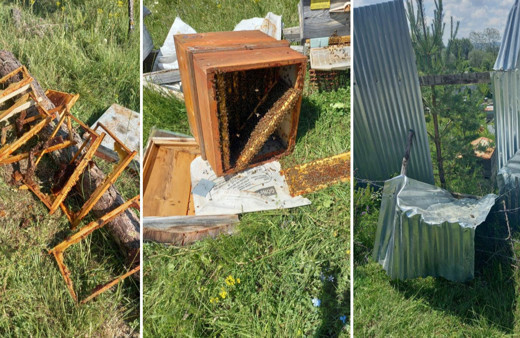 Kastamonu'da köye inen ayı balları yedi, arıları telef etti