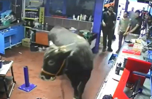 Firari kurbanlık boğa tutmaya çalışanı böyle sürükledi oto tamirhanesine girdi