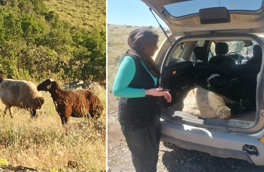 Kesime giderken kaçan kurbanlık koyunları jandarma buldu