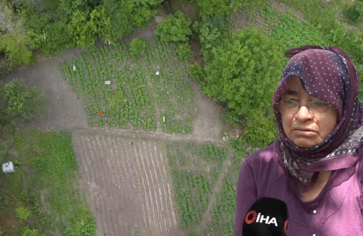 Geçen yıl 18 liraydı bu yıl emekler boşa gitti! Üretici şokta: Çürümesini izlediler