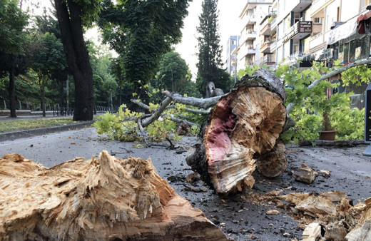 Bursa Osmangazi'de çınar ağacı yola devrildi!
