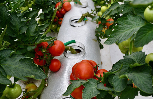 Kocaeli'de volkanik cürufla düşük maliyetli organik tarım yapılıyor