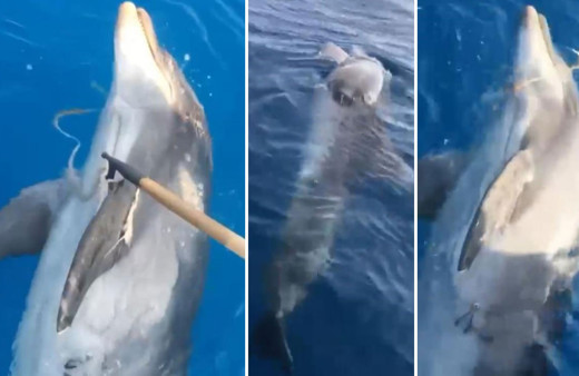 Antalya açıklarında ölü yunus bulundu!