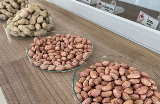 Adana'da susuzluğa ve hastalığa dayanıklı yeni yer fıstığı çeşidi geliştirildi