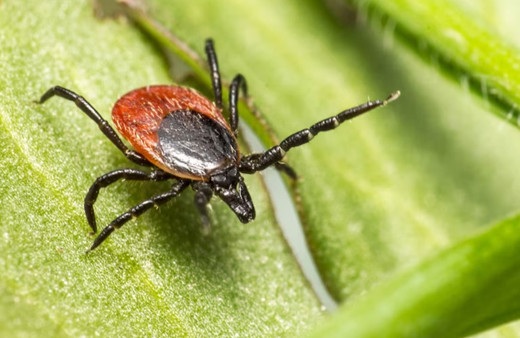 Kene ısırmalarına karşı alınması gereken önlemler neler?
