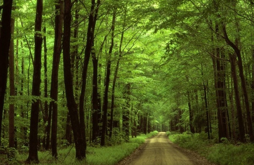 Orman yangını tehlikesi: 2 ilde daha ormanlık alanlara girişler yasaklandı