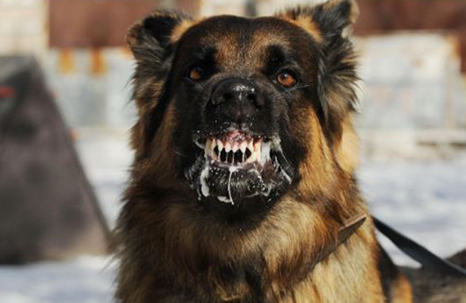 Şanlıurfa'da kuduz paniği! 1 kişi tedavi altında, büyükbaş hayvanlara da bulaştı!