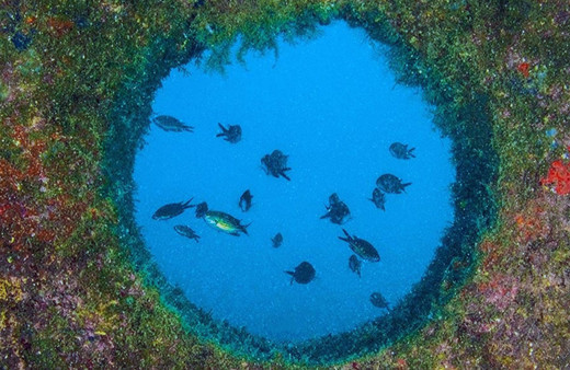Türkiye’nin deniz ve tatlı su balıkları “Kırmızı Liste” ile korunacak