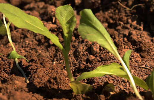 Muş'ta 5 bin dönüm alana tütün ekildi