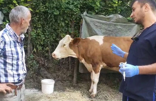 Zonguldak'ta şap paniği: 120 köy karantina ve gözetim altına alındı!